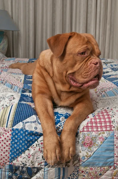 Bonito filhote de cachorro mastim francês deitado na cama com colcha de retalhos artesanal — Fotografia de Stock