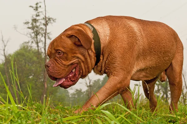 French Mastiff standing at the bank of forest lake — Stock Photo, Image