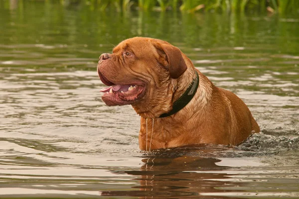 Dogue de bordeaux zwemmen in forest lake — Stockfoto