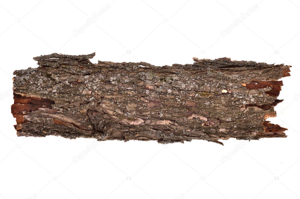 Close-up of isolated broken bark stub log with wooden texture