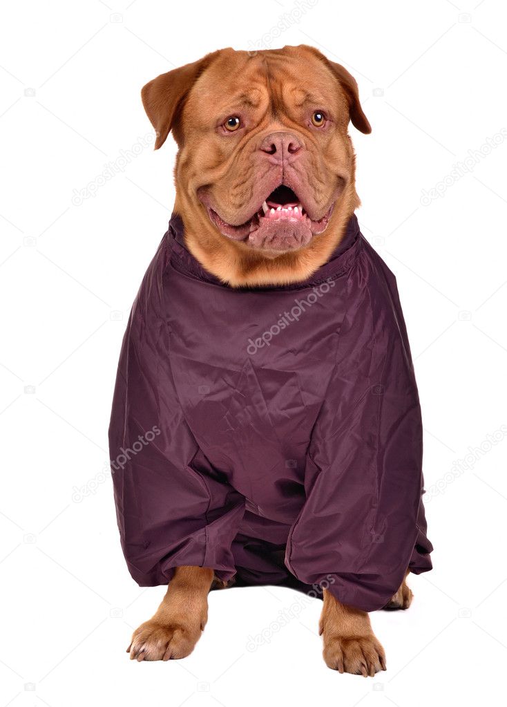 Dogue de Bordeaux dressed with wine red raincoat