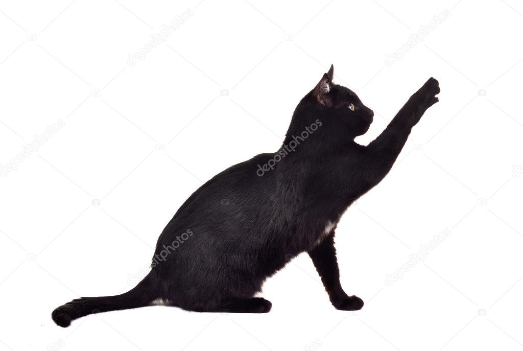 Black cat reaching up for toy and showing its claws