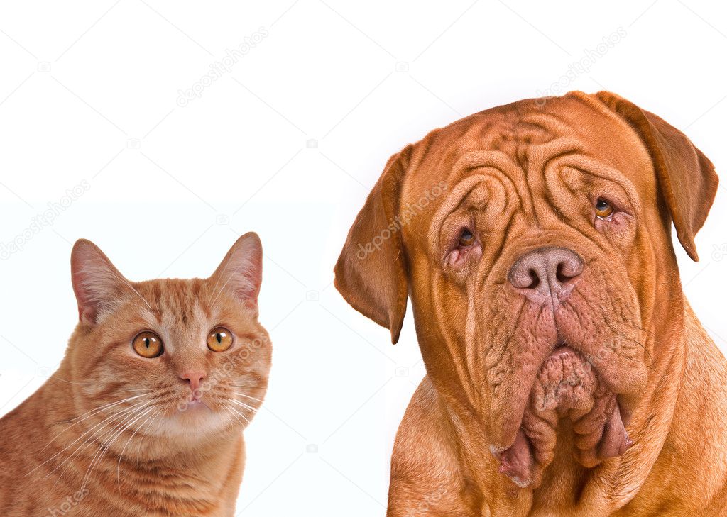 Close-up portrait of brown cat and dog