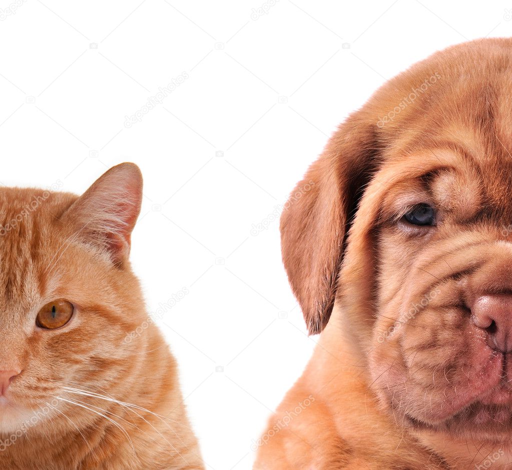 Cat and Dog - half of muzzle close up portraits isolated