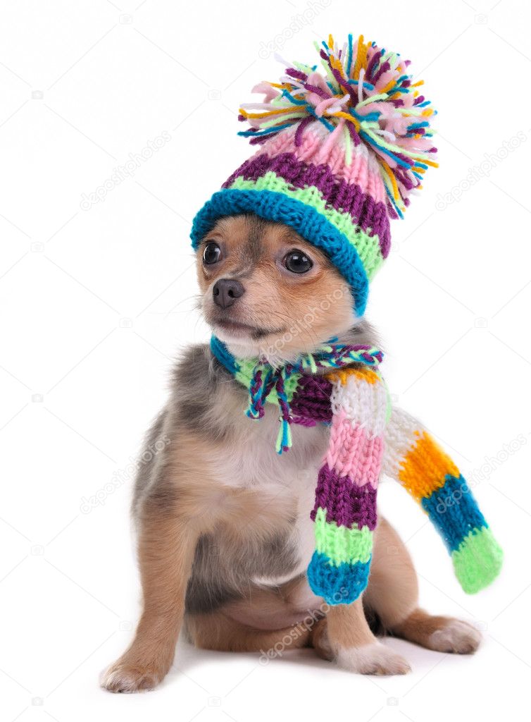 Puppy Funnily Dressed For Cold Weather Isolated On White. Sitting Four Mont