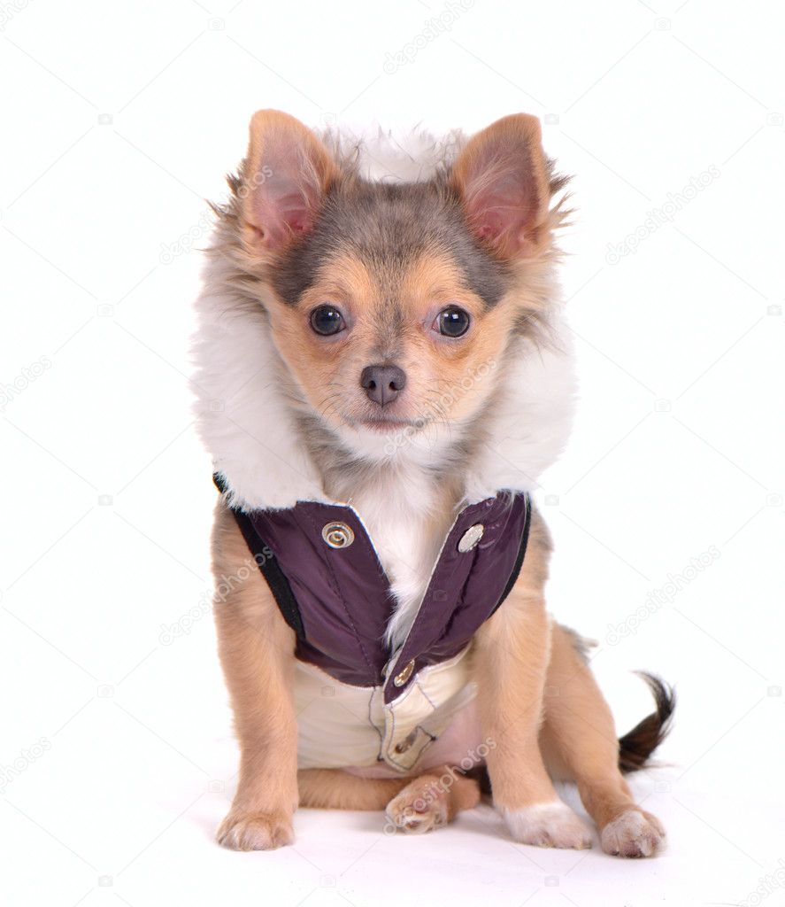 Chihuahua puppy dressed in coat, sitting in front of white background