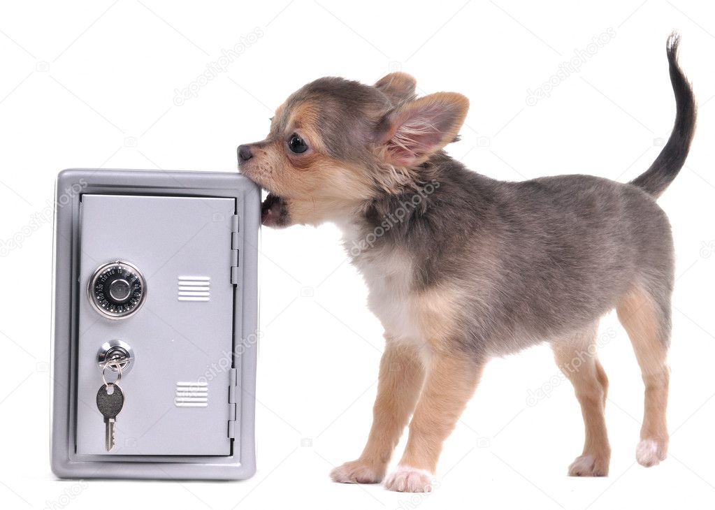 Guard dog of chihuahua breed looking after an open metal safe and trying to