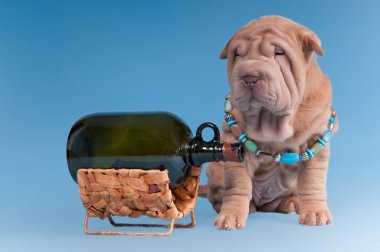 Sharpei puppy is sitting near a wine bottle clipart