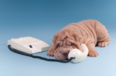 Wrinckled sharpei puppy arguing over the phone clipart