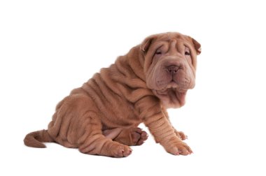 Shar-pei puppy sitting clipart