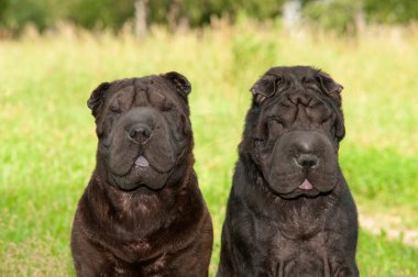 parkta oturan iki siyah sharpei köpekler