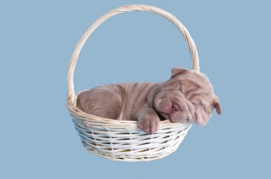 Sharpei puppy sleeping in a basket clipart