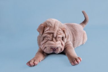 Shar-pei puppy dreaming sweetly clipart