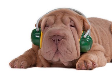 Sharpei puppy is listening to music with headphones clipart