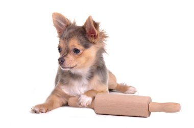 Chihuahua puppy with rolling pin trying to make bread clipart