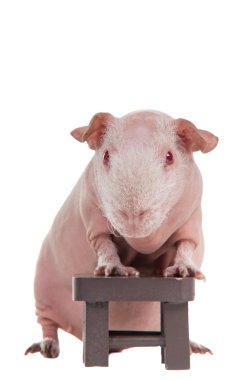 Bald guinea pig with a chair clipart