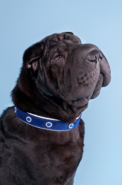 shar pei köpek mavi yaka giyiyor