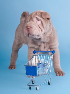 çok güzel sharpei köpekle boş alışveriş sepeti