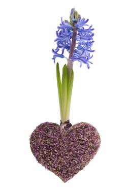 Blue spring hyacinth and lavender heart clipart