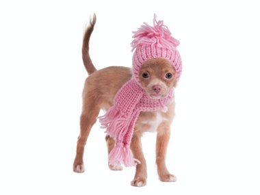 Winter Chihuahua puppy with hat and scarf clipart