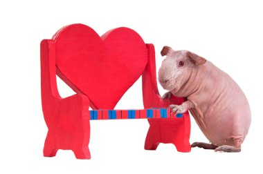 Guinea pig playing with a bench clipart