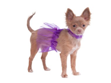 Chihuahua ballerina clipart