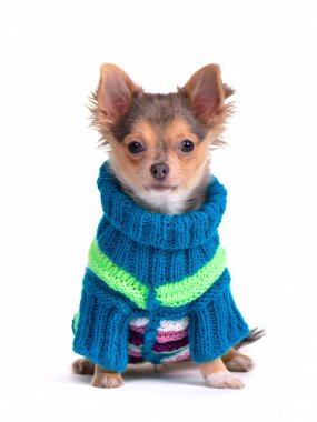 Chihuahua köpek yavrusu ile renkli süveter giymiş