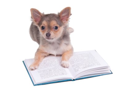 kitap okurken chihhuahua köpek yavrusu