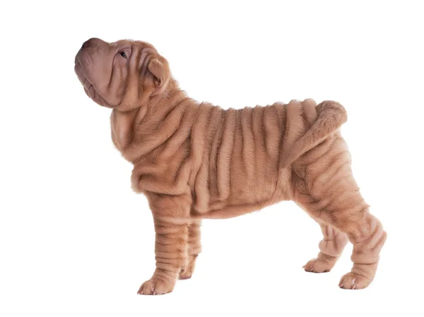 Sharpei puppy standing — Stock Photo, Image