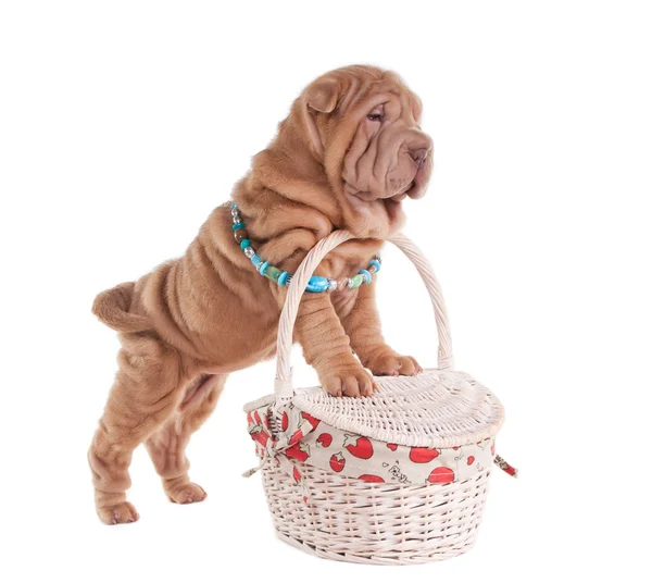 Sharpei hundvalp stående på picknickkorg — Stockfoto