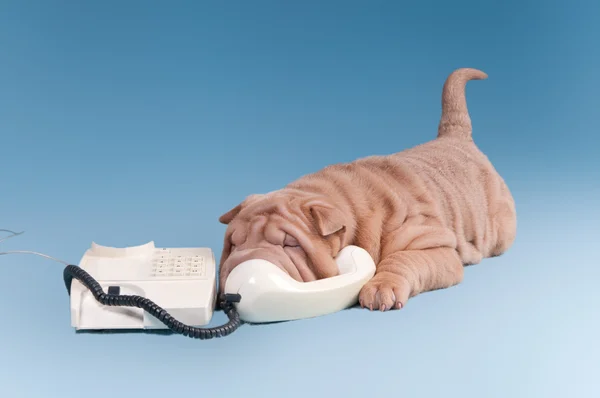 Sharpei puppy talking on the phone — Stock Photo, Image