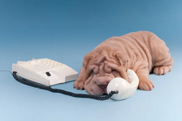 Filhote de cachorro sharpei enrugado discutindo por telefone — Fotografia de Stock