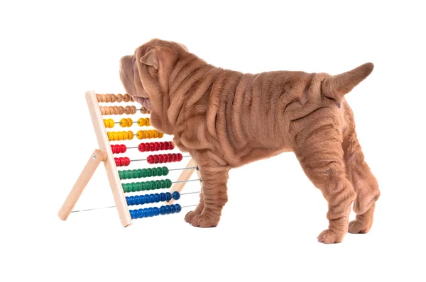 Shar-pei cachorro está aprendiendo a contar con Abacus —  Fotos de Stock