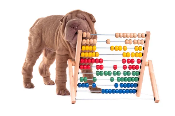 Shar-pei cachorro está aprendiendo a contar con Abacus —  Fotos de Stock