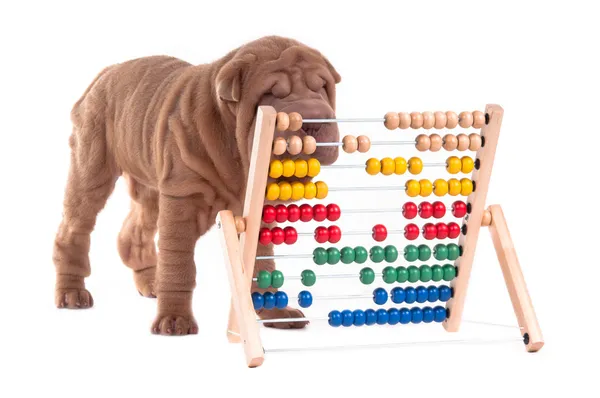 Filhote de cachorro inteligente sharpei está aprendendo a contar — Fotografia de Stock
