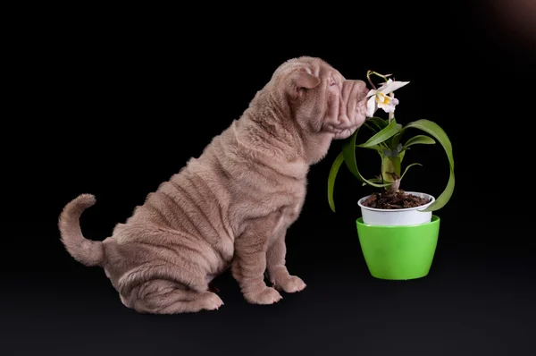 Sharpei cachorro farejando flor branca — Fotografia de Stock