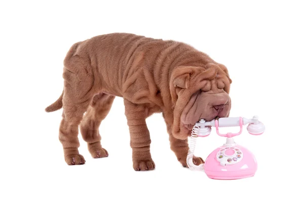 Шар-пей щенок и телефон — стоковое фото