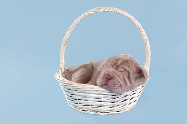 Sharpei puppy dreaming in a basket — Stock Photo, Image