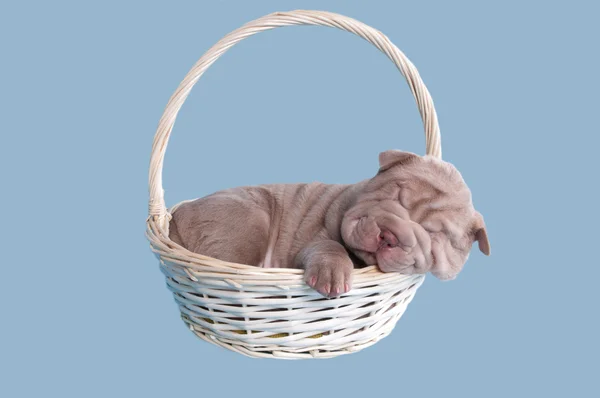 Sharpei puppy sleeping in a basket — Stock Photo, Image