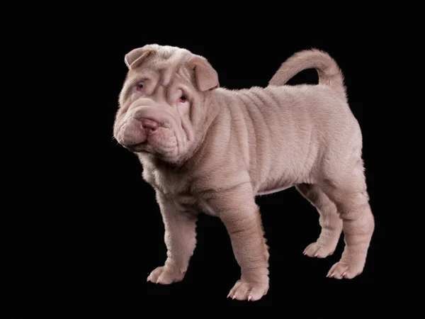 Beige sharpei puppy looking at camera — Stock Photo, Image