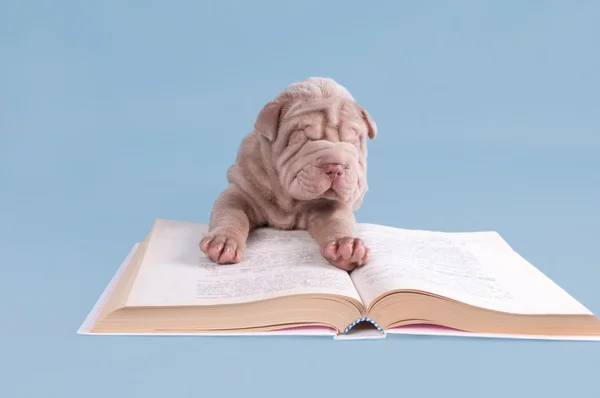 Shar-pei puppy reading a book — Stock Photo, Image