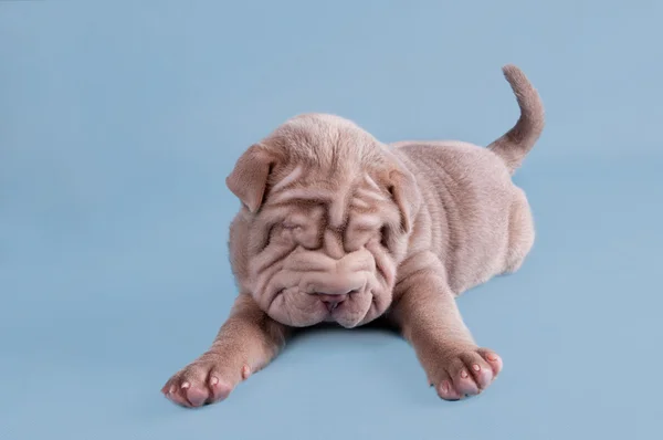 Shar-pei cachorro soñando dulcemente — Foto de Stock