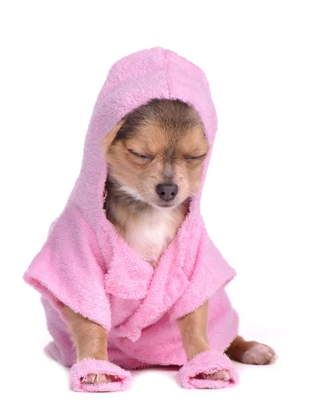 Ontspannen chihuahua pup na het bad gekleed met roze badjas en slipp — Stockfoto