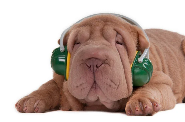 Cãozinho Sharpei está ouvindo música com fones de ouvido — Fotografia de Stock