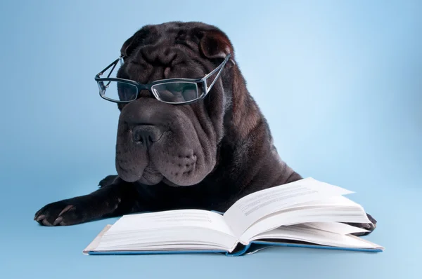 Černý shar-pei čtení knihy — Stock fotografie