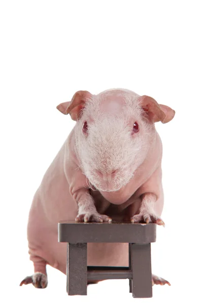Bald guinea pig with a chair — Stock Photo, Image