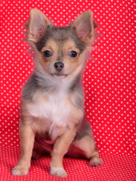 Chihuahua szczeniak siedział na tle biało -czerwone kropki — Zdjęcie stockowe