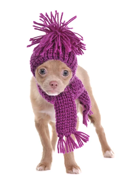 Adorável chihuahua cachorro vestindo chapéu e cachecol — Fotografia de Stock