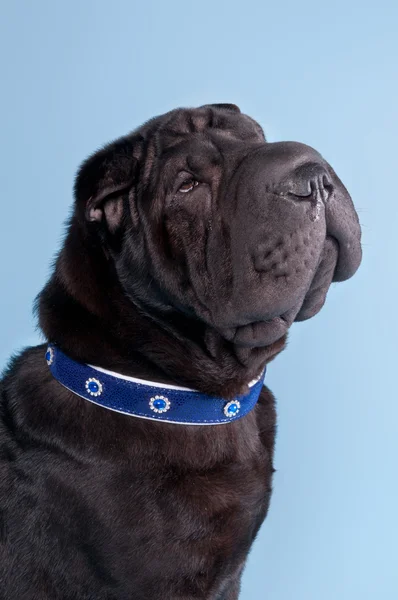 Shar-pei cão vestindo coleira azul — Fotografia de Stock