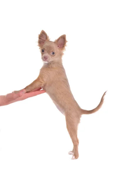 Chihuahua szczeniaka stojąc na tylnych łapach i steppind z jego przednie nogi na p — Zdjęcie stockowe